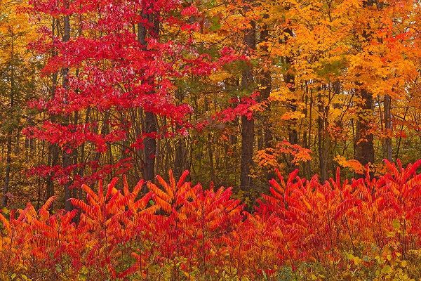 Canada-New Brunswick-Woodstock Forest in autumn foliage